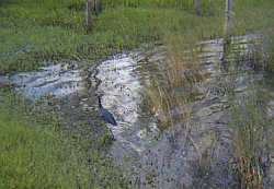 Not Quite So Great Blue Heron